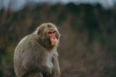 Close-up of monkey on snow