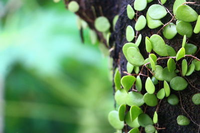 Close-up of plant growing on tree