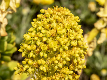 Close-up of yellow flowering plant