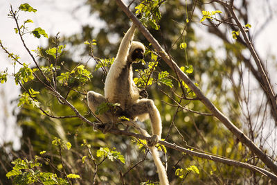 Low angle view of monkey on tree