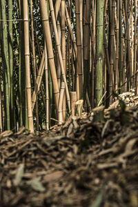 View of bamboo trees in forest