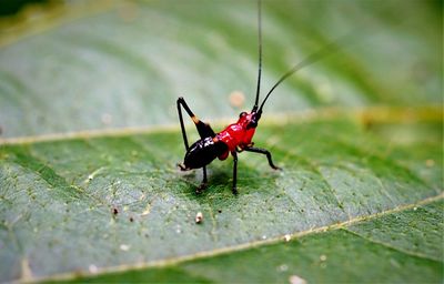 Close-up of insect on leaf