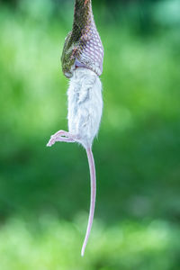 Close-up of bird perching on plant