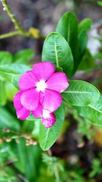 Close-up of pink flower blooming in garden