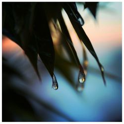 Close-up of water drops on leaf