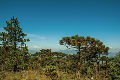 Treetops on a pine forest at the open-air museum felicia leirner near campos do jordao, brazil