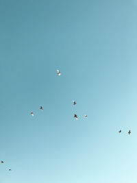 Low angle view of birds flying in sky