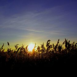 Plants growing on field at sunset