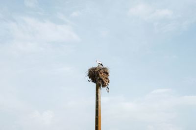 Low angle view of bird perching on wooden post against sky