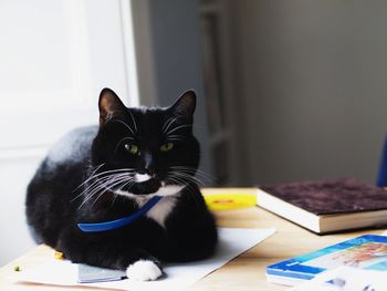 Portrait of cat sitting on table at home