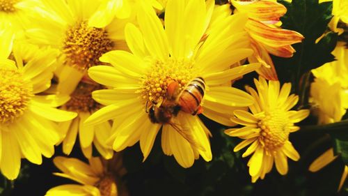 Close-up of bee pollinating flower