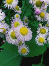 Close-up of white daisy flower