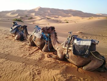 Scenic view of desert against sky