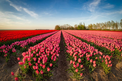 Pink flowering plants on field against sky