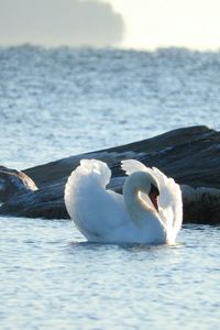 Swan swimming in water