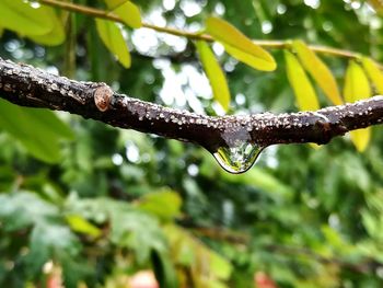 Close-up of raindrops on plant