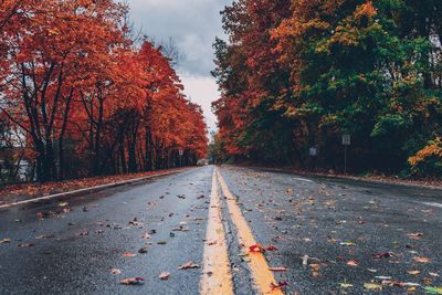 Alone road autumn forest landscape. road amidst trees against sky during autumn