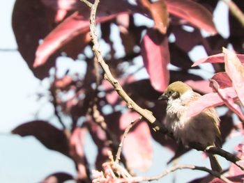 Close-up of bird on branch