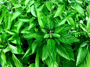 Full frame shot of fresh green leaves