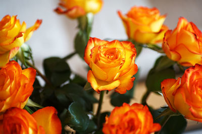 Close-up of orange flowers blooming outdoors
