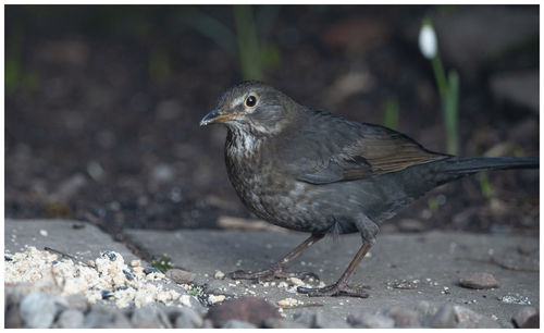 Close-up of bird perching on a land