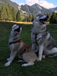 Dog with mouth open sitting on field