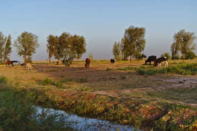 Horses grazing in a field