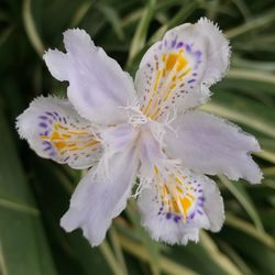 Close-up of white flower blooming outdoors