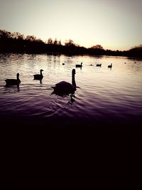 Birds flying over lake