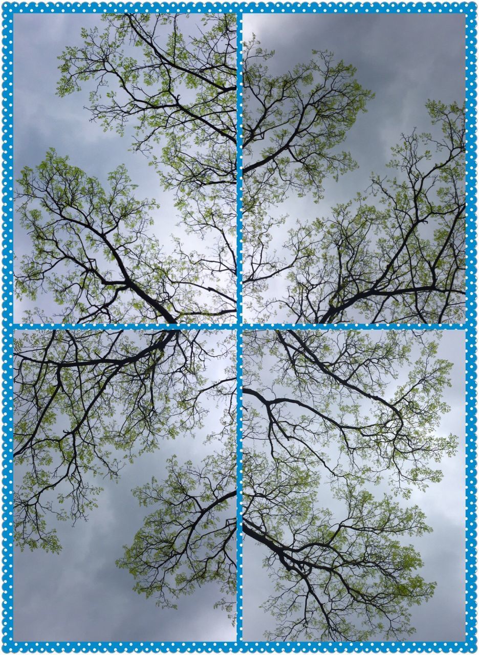 LOW ANGLE VIEW OF BARE TREES AGAINST BLUE SKY AND CLOUDS