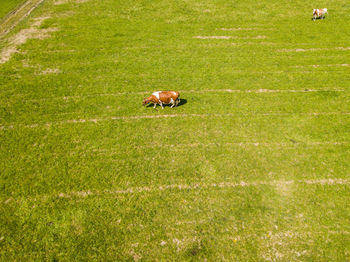 View of a horse on field