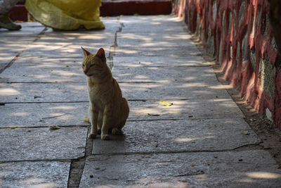 Cat sitting on footpath