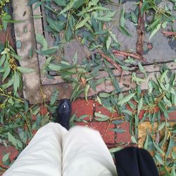 Low section of man standing on leaves