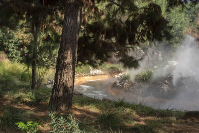 Scenic view of waterfall in forest