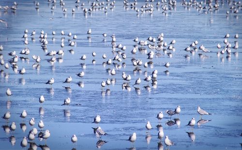 Flock of seagulls flying over lake