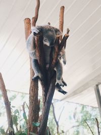 Low angle view of koala sitting on tree