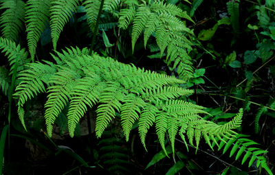 High angle view of fern leaves in forest