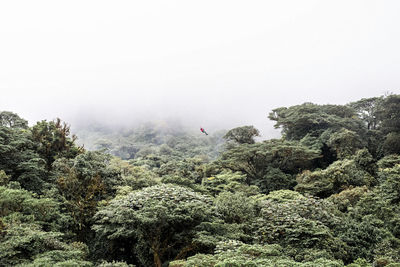 View of man ziplining above forest