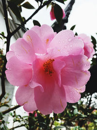 Close-up of wet pink flower