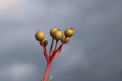 Close-up of red berries on plant