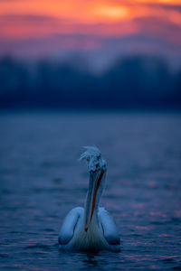 Close-up of pelican