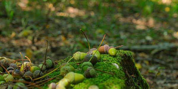 Acorn lies on the moss of the autumn forest
