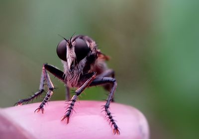 Close-up of housefly