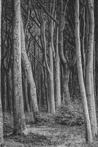 View of trees in forest