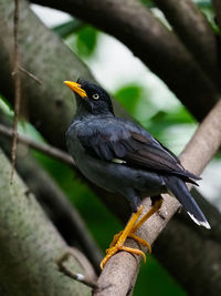 Close-up of bird perching on branch