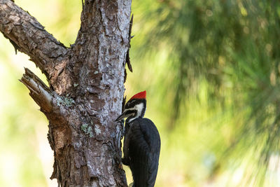 Bird perching on tree trunk