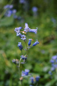 Close-up of purple flowers blooming outdoors