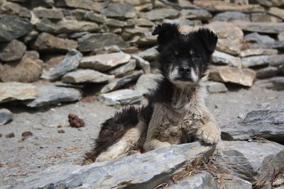 Portrait of dog on rock