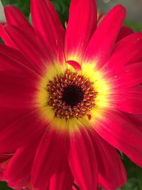 Close-up of red flower