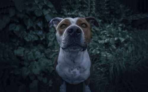Portrait of dog standing against plants